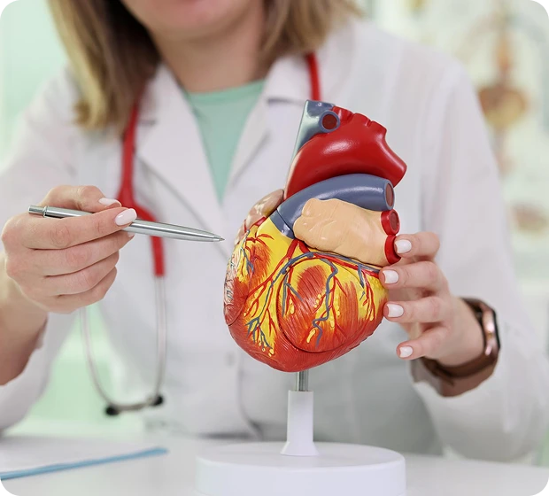A person in a white coat points to a colorful anatomical heart model with a pen. The setting suggests a medical or educational context.